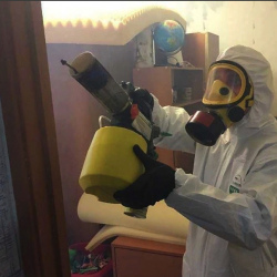 Уничтожение клопов в квартире. Мончегорск